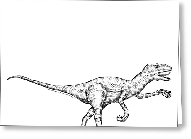 646x470 Raptor Drawing By Karl Addison