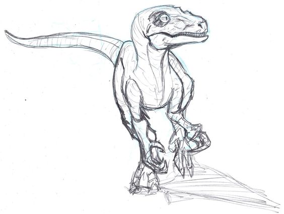 564x425 Velociraptor Drawing