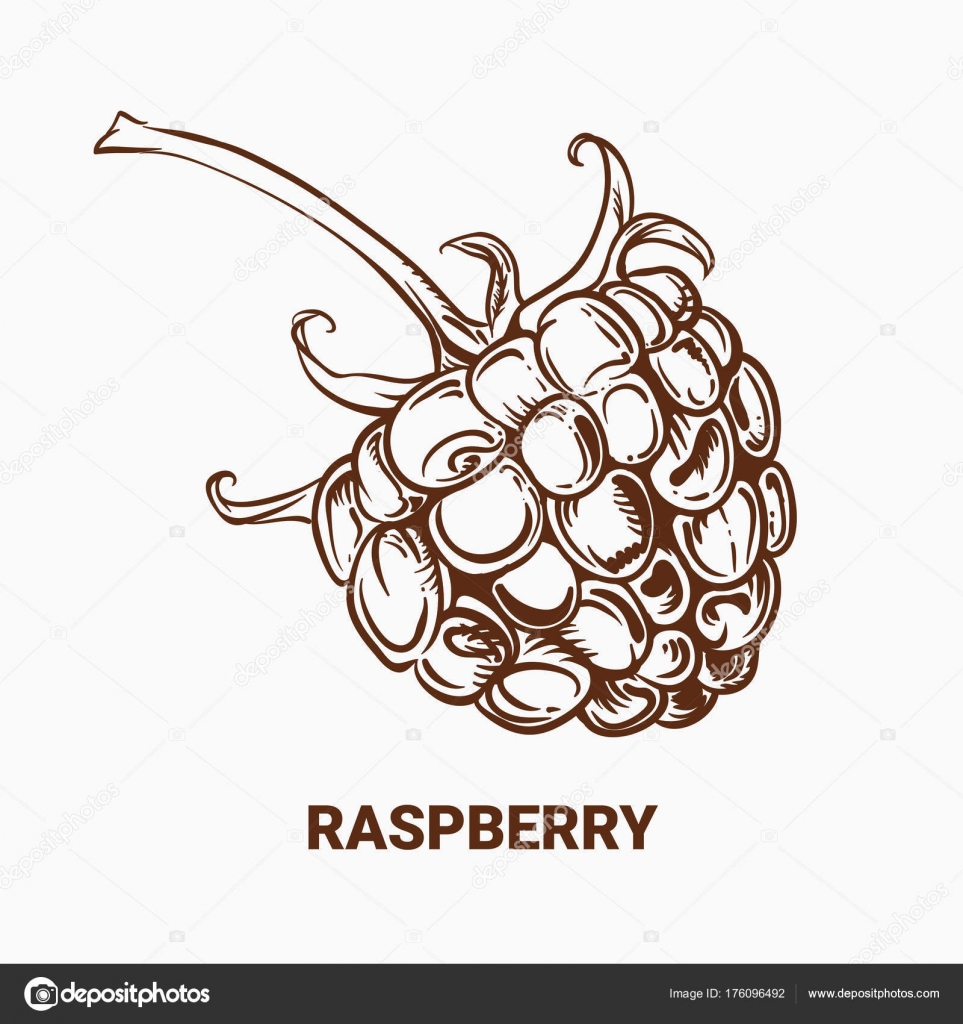 963x1024 Illustration Of Drawing Raspberry. Hand Draw Illustration For De
