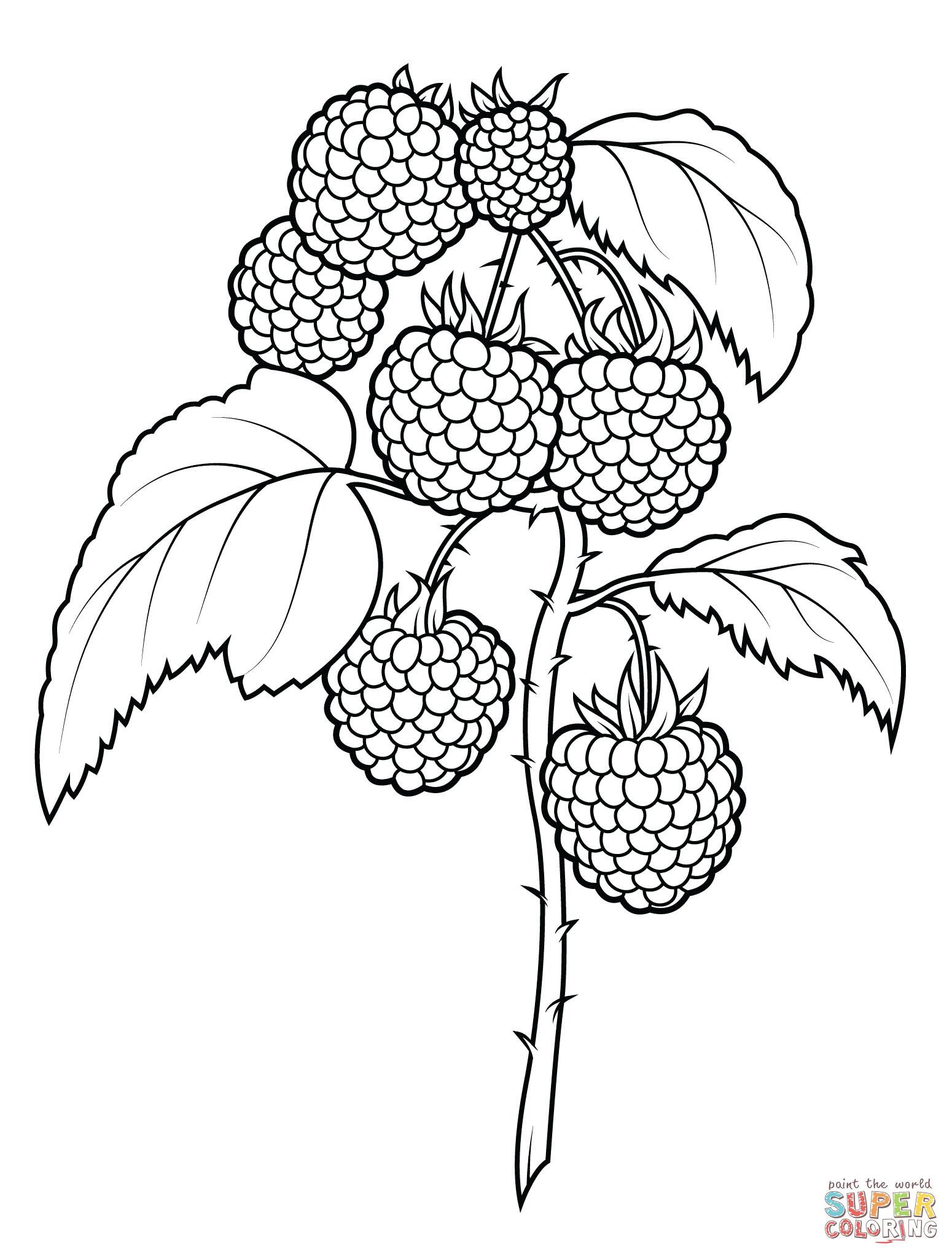 1550x2046 Raspberries Super Coloring Coloring Raspberry