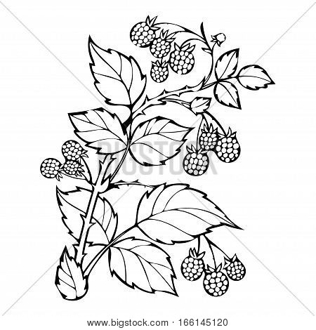 450x470 Raspberries Coloring Book, Sketch Vector Amp Photo Bigstock