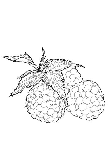 360x480 Raspberries Coloring Page Free Printable Coloring Pages