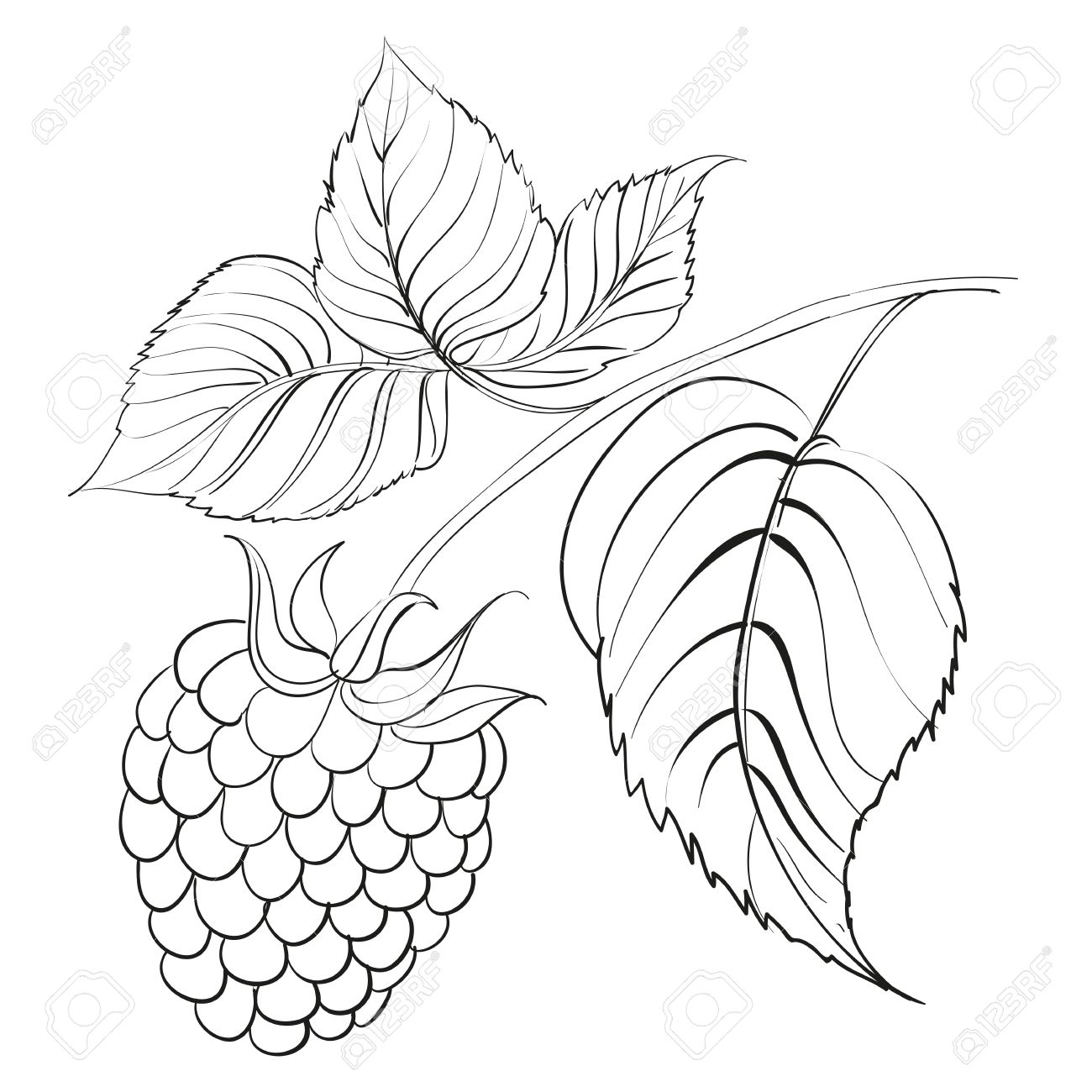 1300x1300 Raspberry Branch With Berry Royalty Free Cliparts, Vectors,