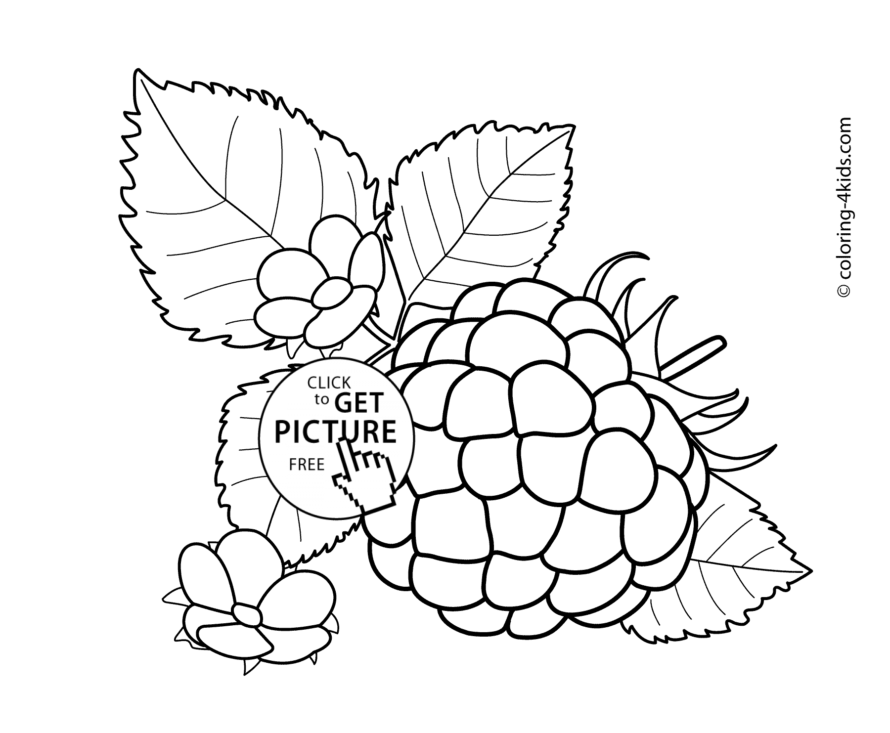 1800x1483 Raspberry With Flowers Fruits And Berries Coloring Pages For Kids