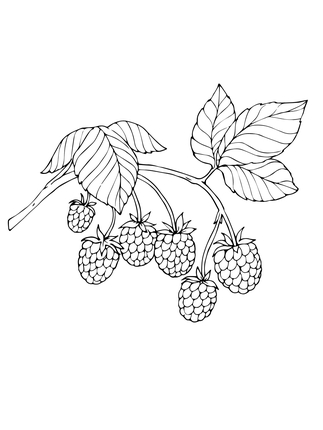 323x430 Red Raspberry Coloring Page Project