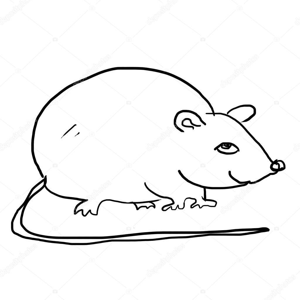 1024x1024 Drawing Of Rat On The White Stock Photo Rateland