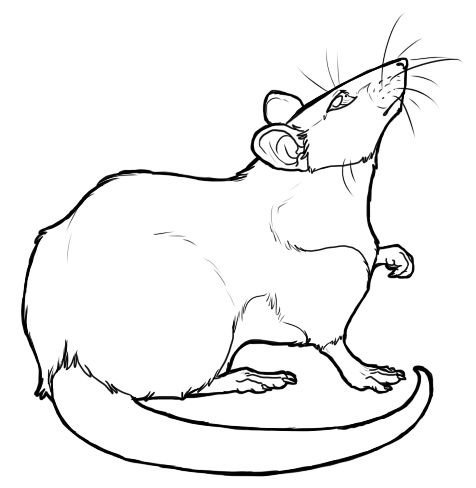 476x488 Pretty Cartoon Drawings Of Rats Cartoon Rat Drawings