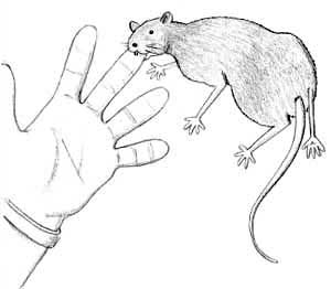 300x262 How To Draw Scabbers, The Rat From Harry Potter Draw Fluffy