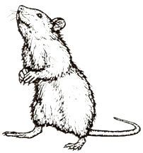 202x216 How To Draw A Rat Step 4 Art Rats, Drawings