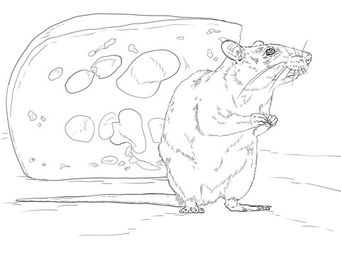 480x360 Brown Rat And Piece Of Cheese Coloring Page Free Printable