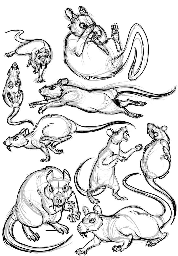 746x1072 Rat Character Sketches By X Ebee X