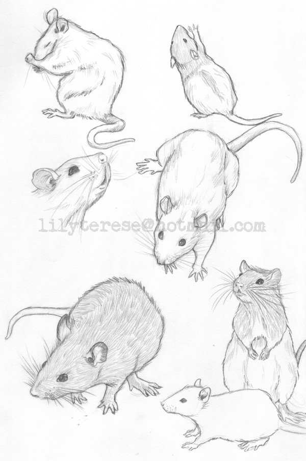 600x904 Rat Sketches By Witchhboy