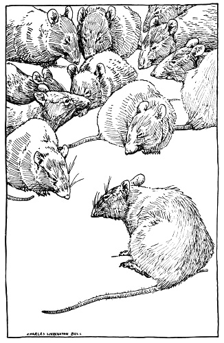 326x500 Drawing Of Rats