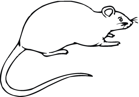 480x333 Rat 16 Coloring Page Free Printable Coloring Pages