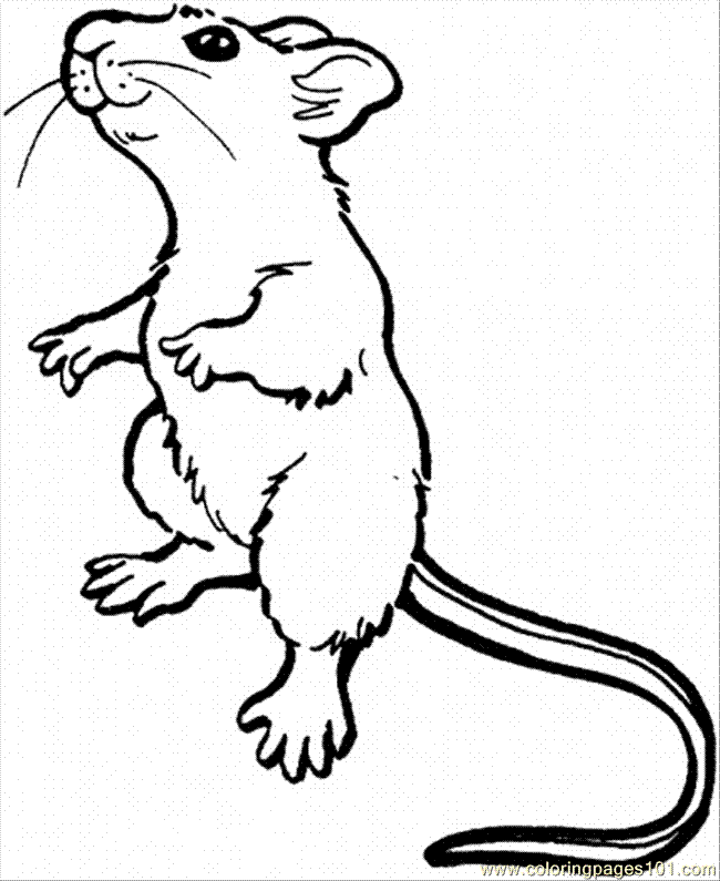 650x795 Rat Clipart Colouring Page