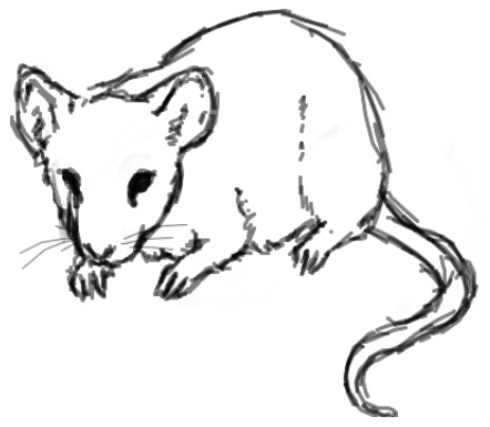 442x385 Rat Sketch Artwork Amp Drawing Rats, Sketches