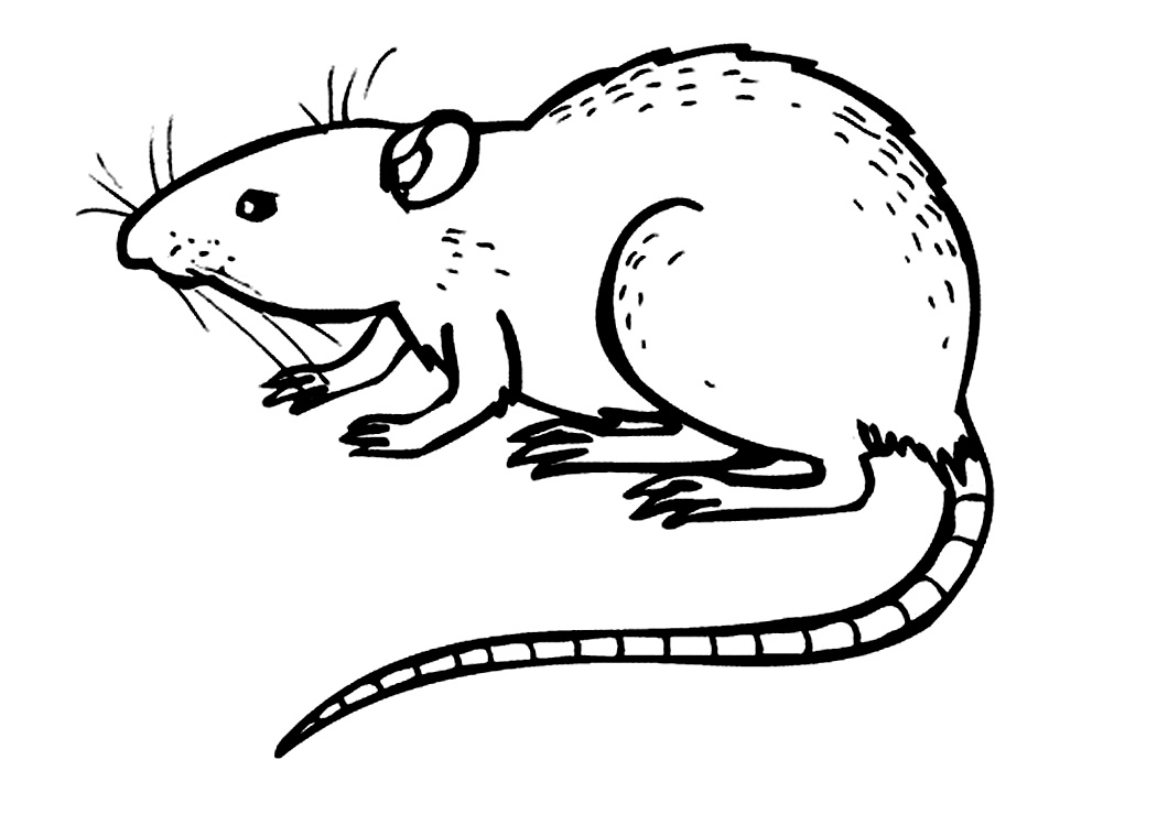 1050x749 Free Printable Rat Coloring Pages For Kids