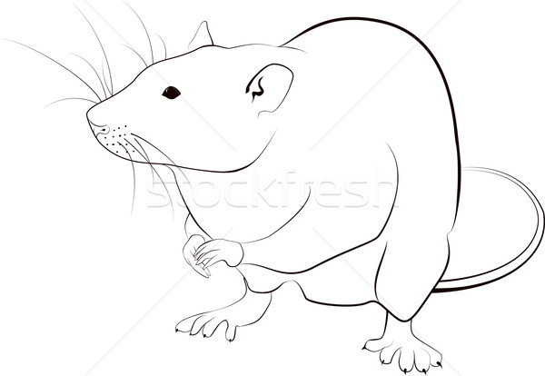600x414 Rat Stock Photos, Stock Images And Vectors Stockfresh