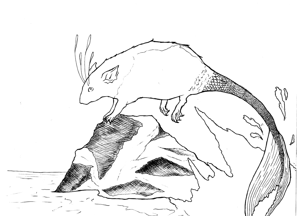 1000x727 Mermaid Rat