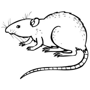 Rat Line Drawing at GetDrawings | Free download