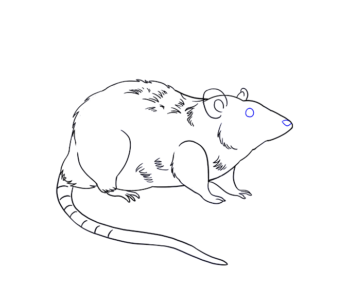 678x600 Draw Rat How To Draw A Rat Step Step Arcmel Ideas
