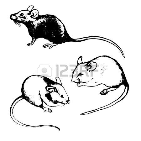 450x450 Picture Of Mice (Rats) By Hand In Pencil. On White Background