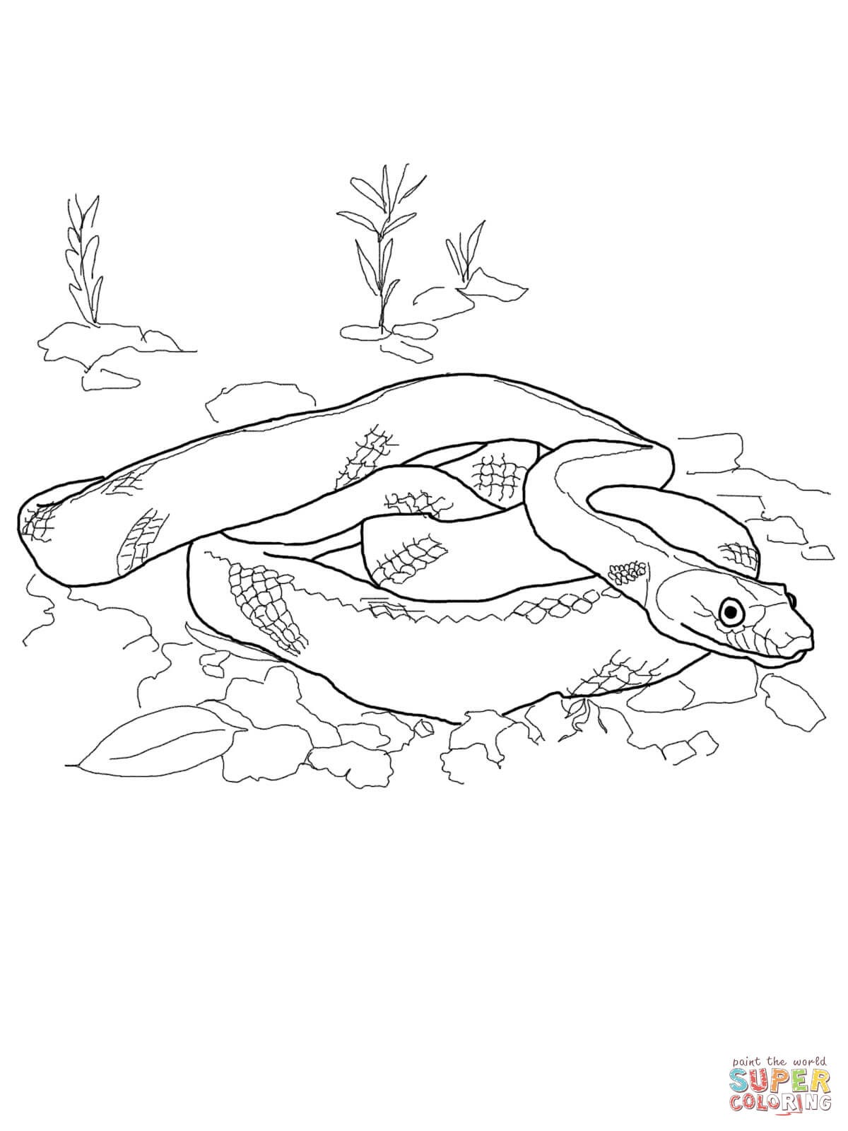 1200x1600 Rat Rod Coloring Pages Free Draw To Color