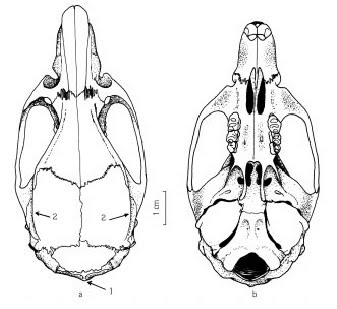 337x309 Muticaria Rats!