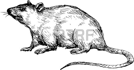 450x237 Rat Drawing Stock Photos. Royalty Free Business Images