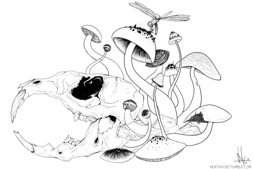 500x333 Rat Skull By Kurovoid