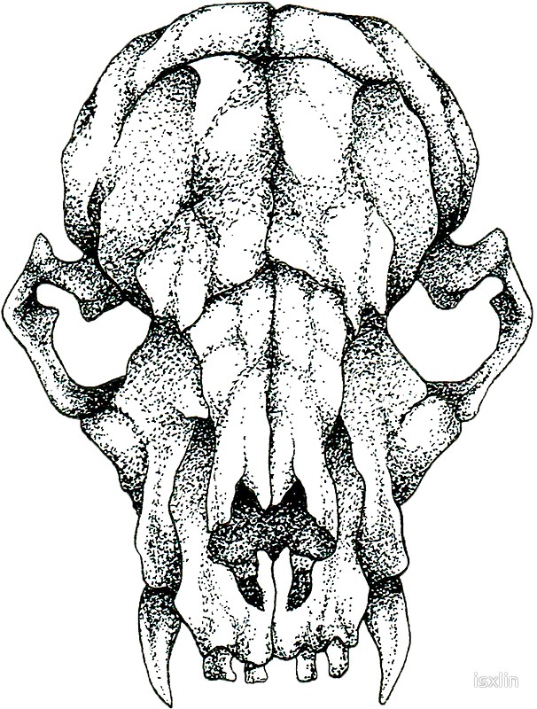 606x800 Rat Skull Drawing (30 000 Dots) Stickers By Isxlin Redbubble