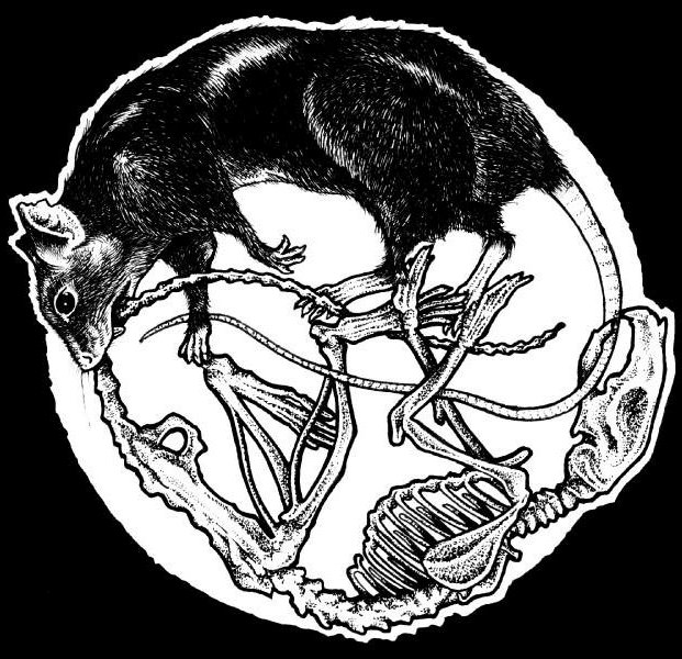 621x600 Caos Love Mmm Interesting! Animals