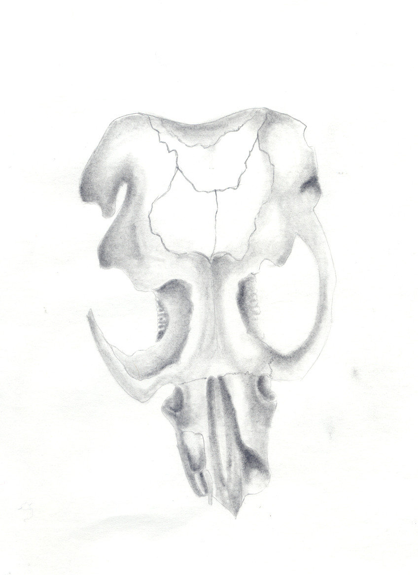 848x1168 Rat Skull By Ghost010