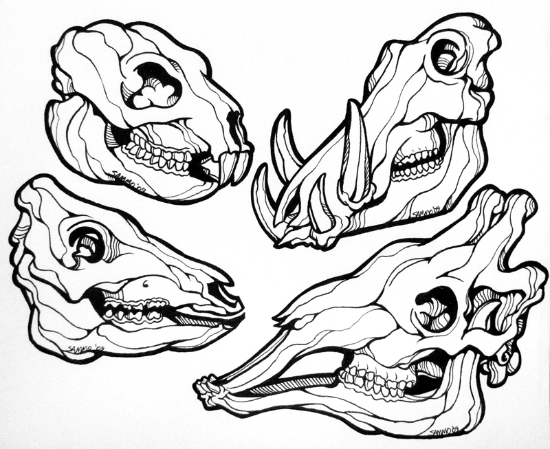800x653 Animal Skulls Line Art By Sammo371