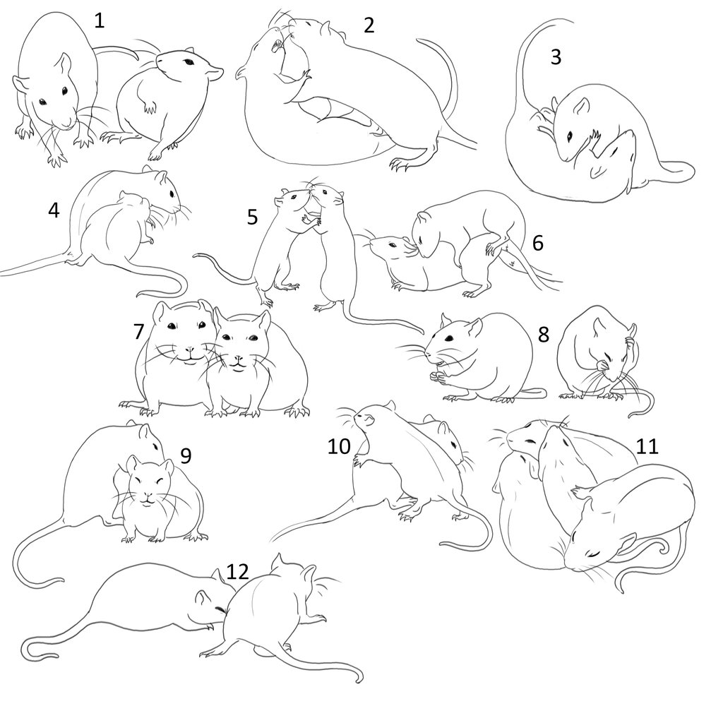 Download Rats Drawing at GetDrawings.com | Free for personal use Rats Drawing of your choice