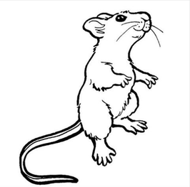 266x263 Rat Safety