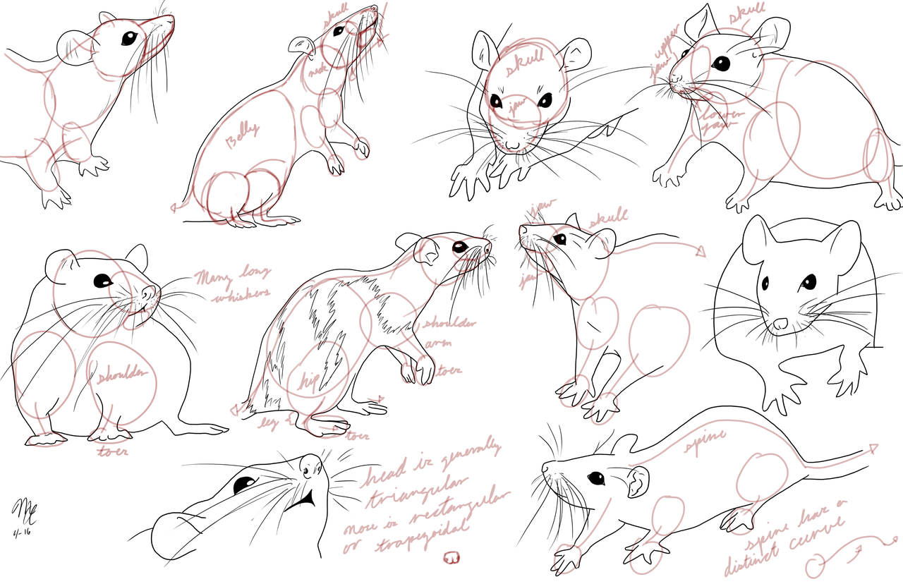 1280x828 Rat Study 3 By Moon Apprentice
