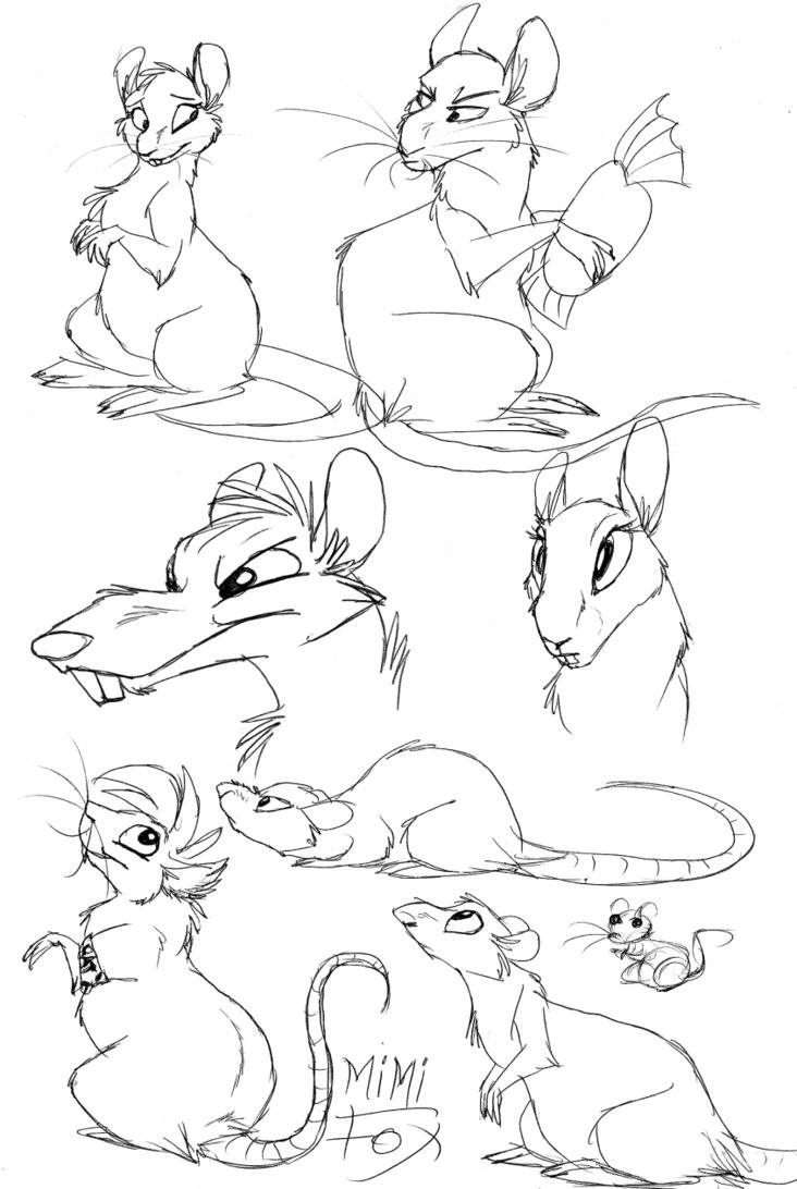 732x1092 Sketches, Rats By Mimi Fox