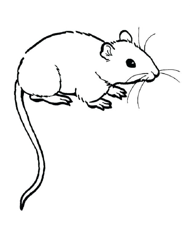 618x732 Coloring Pages Fabulous Rat Coloring Pages Rat Coloring Pages
