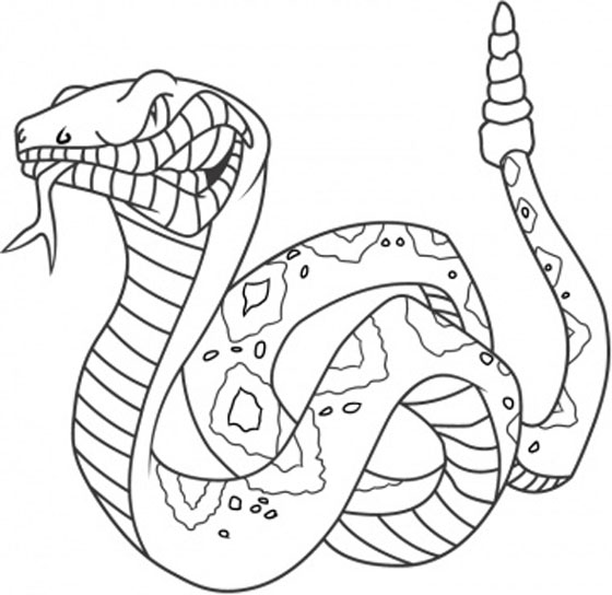 560x544 Rattlesnake Pictures, Pics, Images And Photos For Your Tattoo