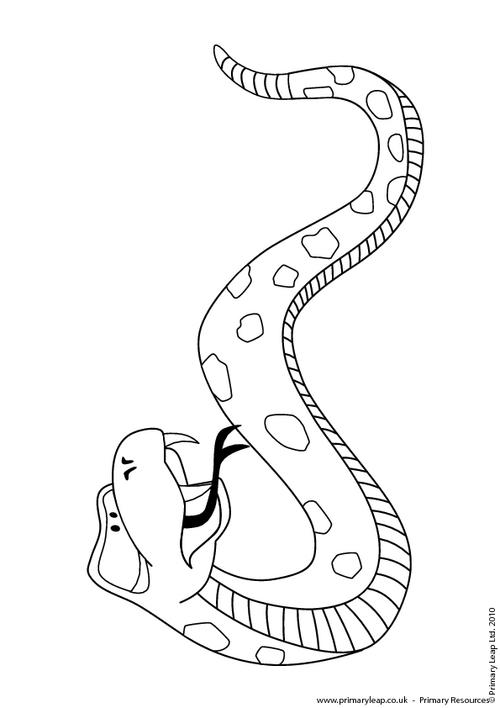 500x708 Rattlesnake Colouring Page Primaryleap.co.uk