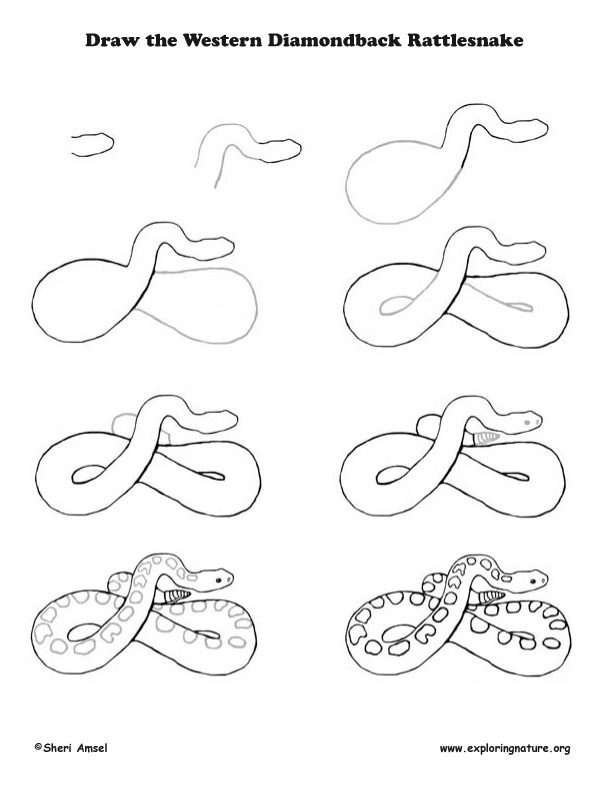 612x792 Rattlesnake Drawing