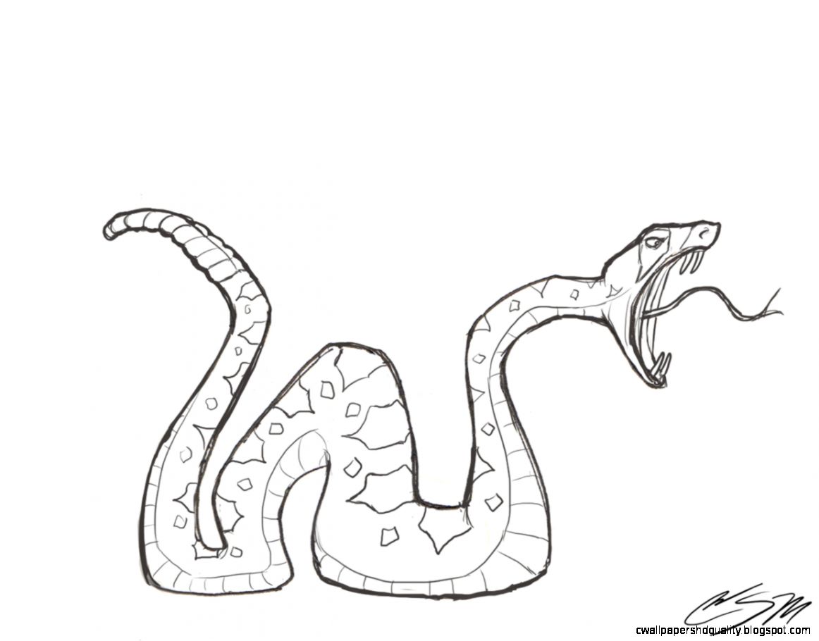1162x910 Rattlesnake Drawing Wallpapers Hd Quality