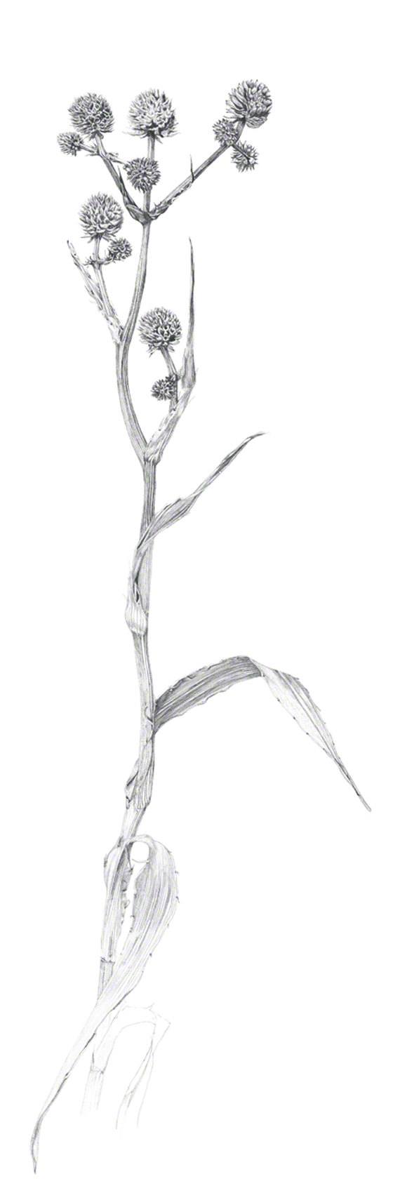 570x1710 Rattlesnake Master, Prairie Plant Drawn In Winter, Graphite