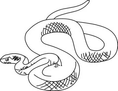 480x371 The Best Snake Outline Ideas On Tattoo Outline