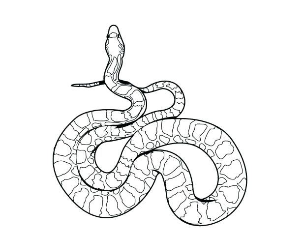 618x478 Rattlesnake Coloring Pages Synthesis.site