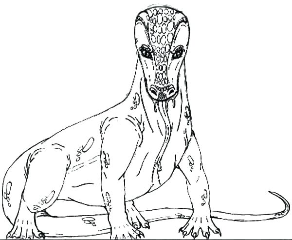 600x492 Coloring Pages Snake Year Of The Heads