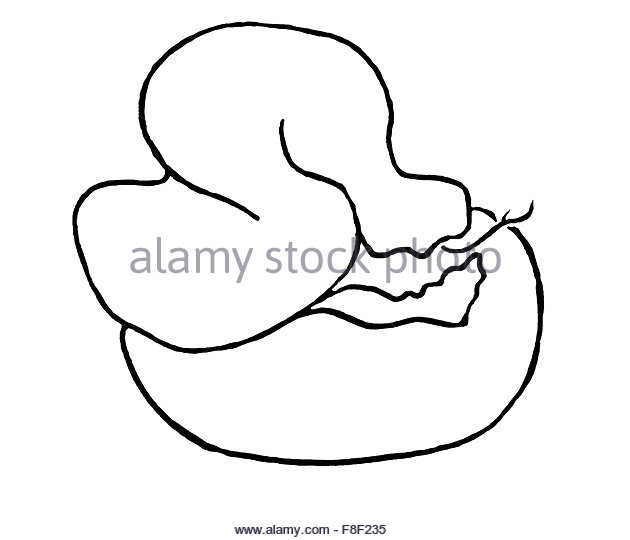 630x540 Rattlesnake Black And White Stock Photos Amp Images