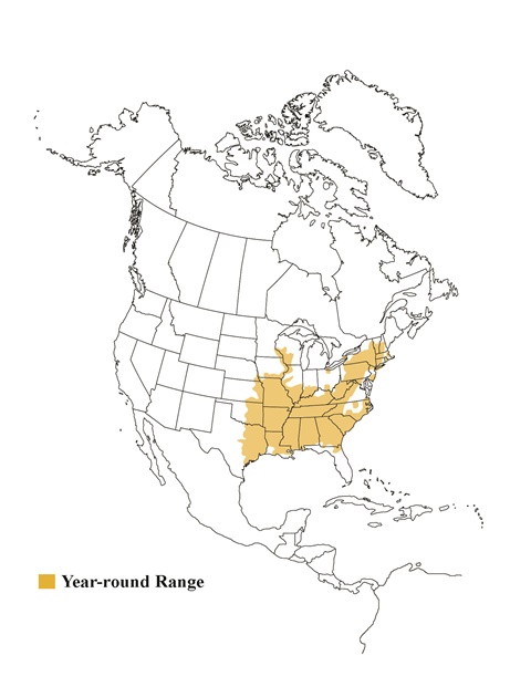 480x621 Timber Rattlesnake