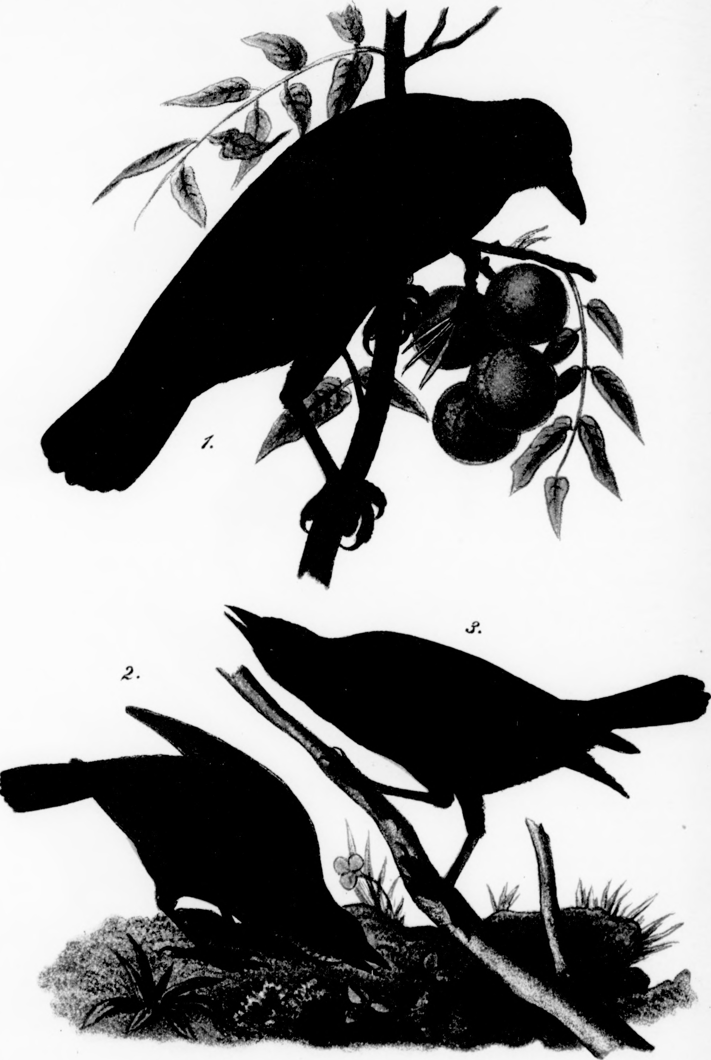 2384x3552 Filereport On The Birds Of Pennsylvania